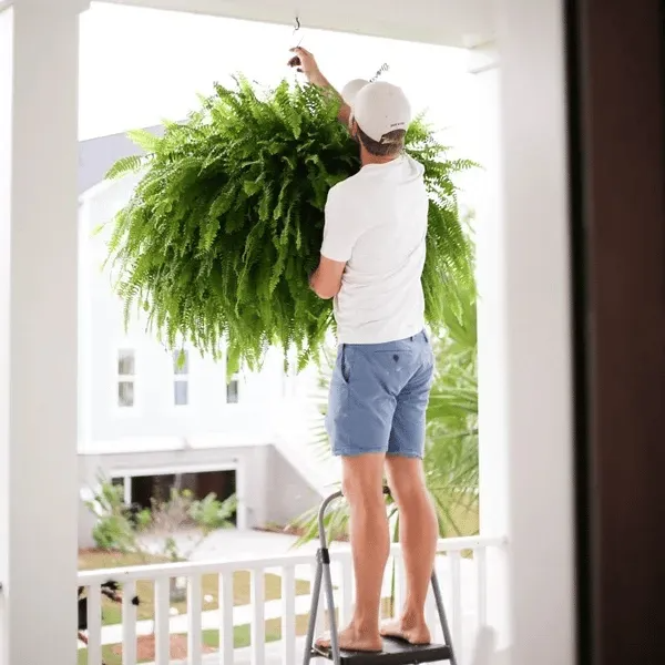 Glowing Boston Ferns with Lights – Zero Watering, Zero Maintenance