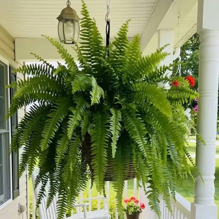 Glowing Boston Ferns with Lights – Zero Watering, Zero Maintenance