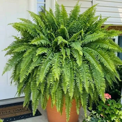 Glowing Boston Ferns with Lights – Zero Watering, Zero Maintenance