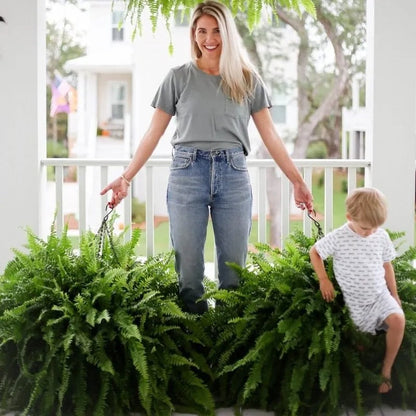 Glowing Boston Ferns with Lights – Zero Watering, Zero Maintenance