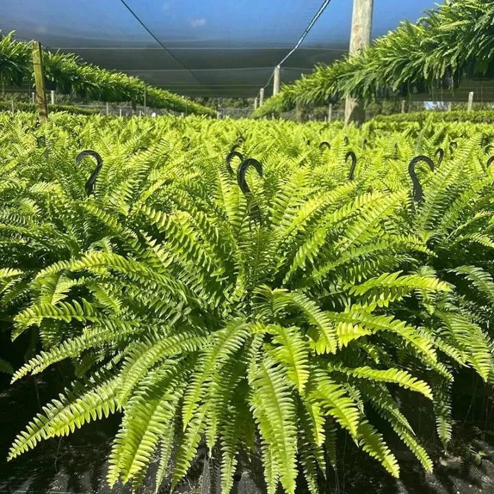 Glowing Boston Ferns with Lights – Zero Watering, Zero Maintenance
