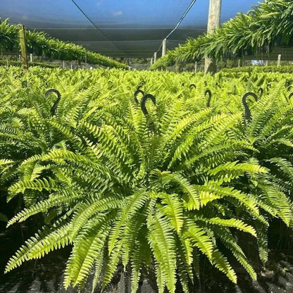 Glowing Boston Ferns with Lights – Zero Watering, Zero Maintenance