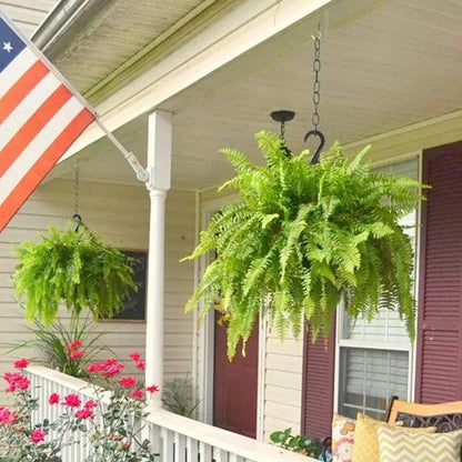 Glowing Boston Ferns with Lights – Zero Watering, Zero Maintenance
